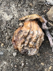 Andricus dentimitratus