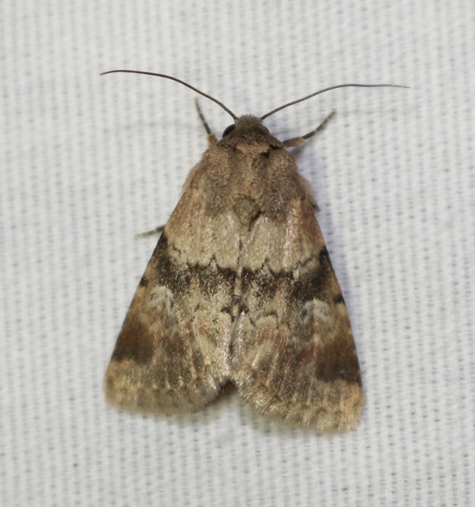 Tricolored Properigea
