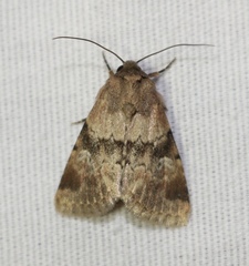 Properigea continens