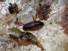 Pycnomerus terebrans