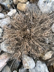 Fimbristylis vahlii