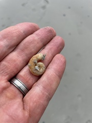 Spirula spirula