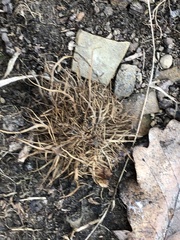 Andricus caputmedusae