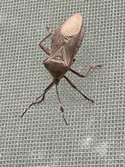 Pachylis nervosus