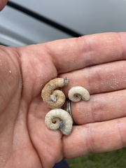 Spirula spirula