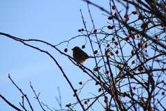 Passer montanus montanus