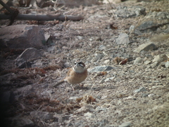 Emberiza cioides