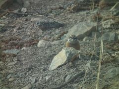 Emberiza cioides