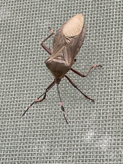 Pachylis nervosus