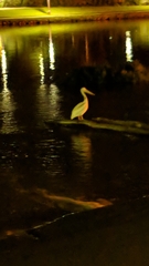 Pelecanus erythrorhynchos