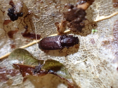 Pycnomerus terebrans