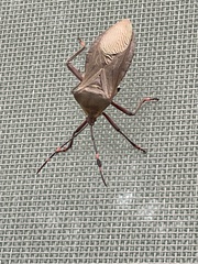Pachylis nervosus