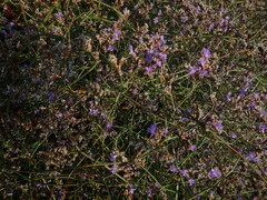 Limonium sinuatum