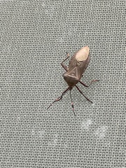 Pachylis nervosus