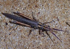 Macrolobalia