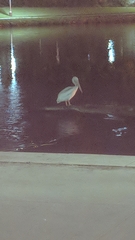 Pelecanus erythrorhynchos