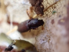 Pycnomerus terebrans