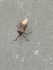 Pachylis nervosus
