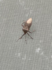 Pachylis nervosus