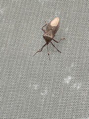 Pachylis nervosus