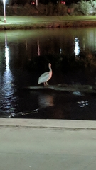 Pelecanus erythrorhynchos