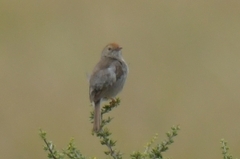 Cisticola fulvicapilla