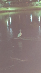 Pelecanus erythrorhynchos