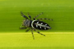Dendryphantes