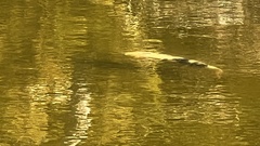 Cyprinus rubrofuscus