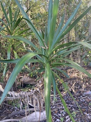 Yucca aloifolia