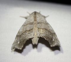 Olceclostera seraphica