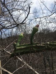 Praecereus euchlorus