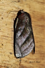 Hemicephalis paulina