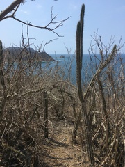 Praecereus euchlorus