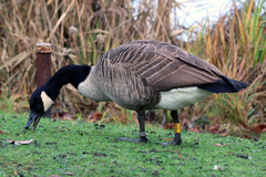 Branta canadensis