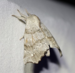 Olceclostera seraphica