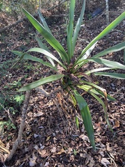 Yucca aloifolia