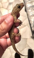Gekko monarchus