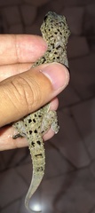 Gekko monarchus