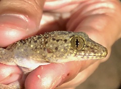 Gekko monarchus