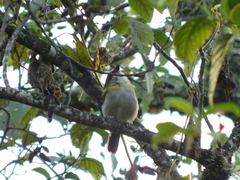 Cyclarhis nigrirostris