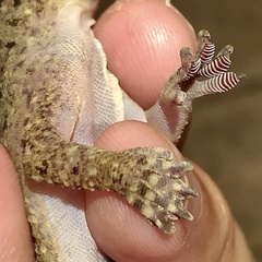 Gekko monarchus