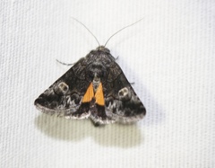 Copanarta aurea
