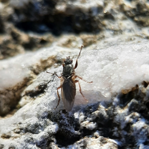 Black Kelp Fly photo 3