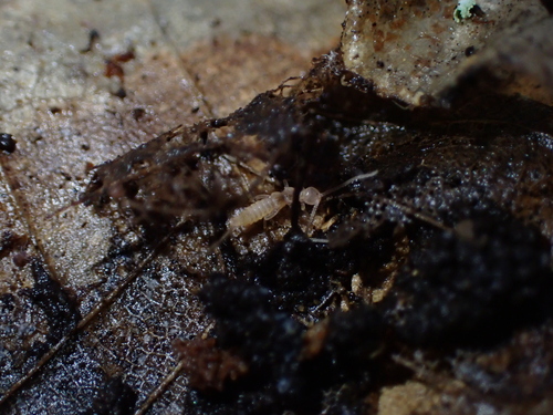 vidličiarkovité (Campodeidae)