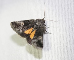Copanarta aurea