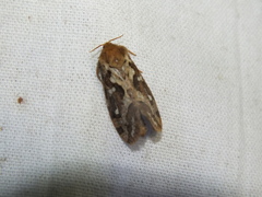 Korscheltellus fusconebulosa