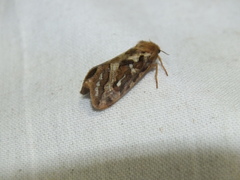 Korscheltellus fusconebulosa