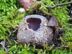 Sarcosphaera coronaria