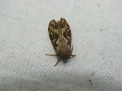 Korscheltellus fusconebulosa